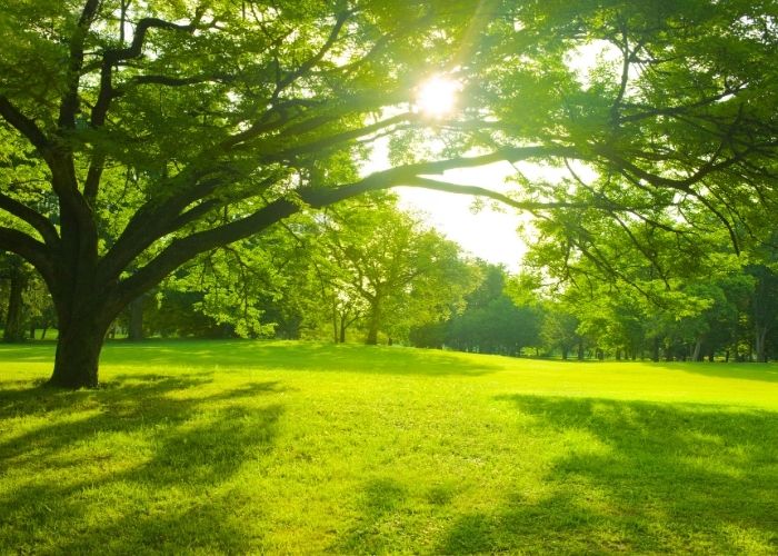 Mantenimiento de areas verdes