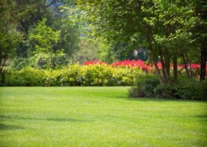 Mantenimiento de jardin